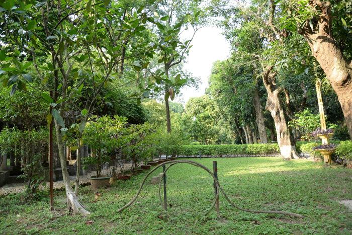 Chuyện kể về cây đa rễ vòng trong khu vườn của Chủ tịch Hồ Chí Minh