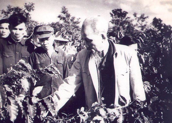 Chủ tịch Hồ Chí Minh thăm vườn cà phê của nông trường quốc doanh Đông Hiếu, Nghệ An (10/12/1961)