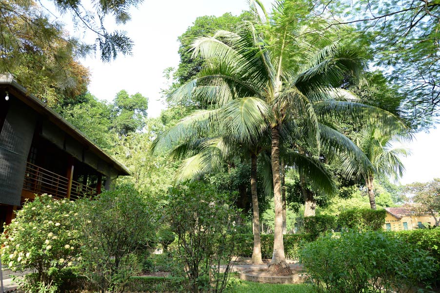 Những cây dừa trong vườn Bác