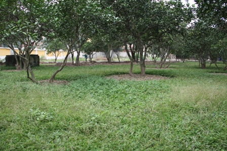 Thực trạng  thảm cỏ tự nhiên trong vườn Khu di tích Phủ chủ tịch